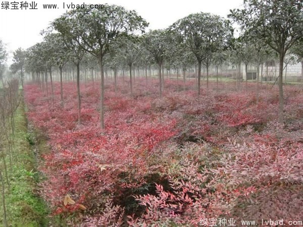 <a href='http://www.fscangbo.com/linmuzhongzi/1772.html' target='_blank'>南天竹種子</a>