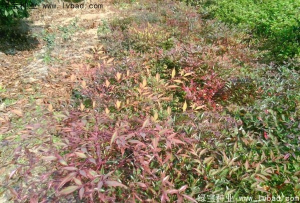 <a href='http://www.fscangbo.com/linmuzhongzi/1772.html' target='_blank'>南天竹種子</a>