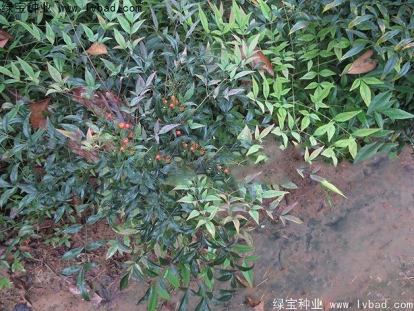 南天竹<a href='http://www.fscangbo.com/' target='_blank'>種子</a>