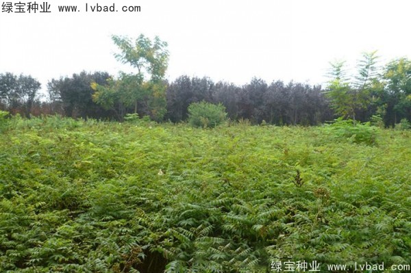 <a href='http://www.fscangbo.com/linmuzhongzi/1775.html' target='_blank'>珍珠梅種子</a>