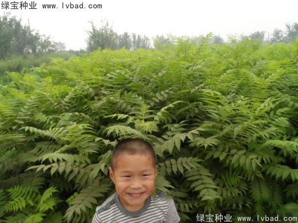 <a href='http://www.fscangbo.com/linmuzhongzi/1775.html' target='_blank'>珍珠梅</a><a href='http://www.fscangbo.com/' target='_blank'>種子</a>