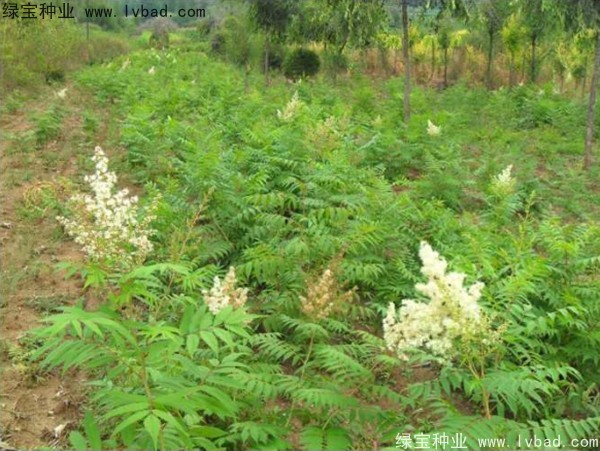 <a href='http://www.fscangbo.com/linmuzhongzi/1775.html' target='_blank'>珍珠梅種子</a>