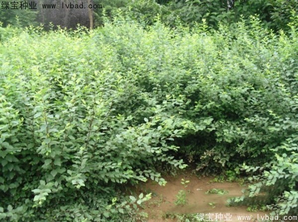 珍珠梅<a href='http://www.fscangbo.com/' target='_blank'>種子</a>