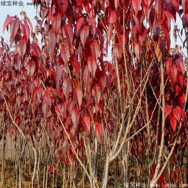 櫻花<a href='http://www.fscangbo.com/' target='_blank'>種子</a>