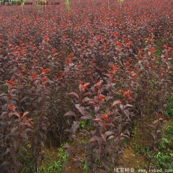 <a href='http://www.fscangbo.com/linmuzhongzi/1777.html' target='_blank'>櫻花種子</a>