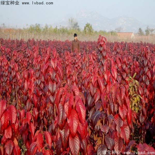 櫻花<a href='http://www.fscangbo.com/' target='_blank'>種子</a>