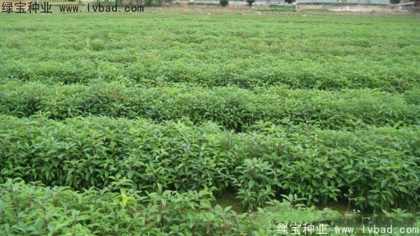 香樟樹<a href='http://www.fscangbo.com/' target='_blank'>種子</a> 香樟樹<a href='http://www.fscangbo.com/' target='_blank'>種子</a>