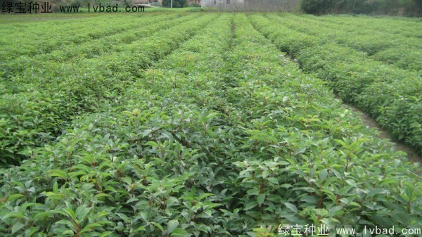 香樟樹<a href='http://www.fscangbo.com/' target='_blank'>種子</a> 香樟樹種子