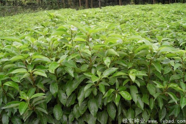 香樟樹種子 香樟樹種子