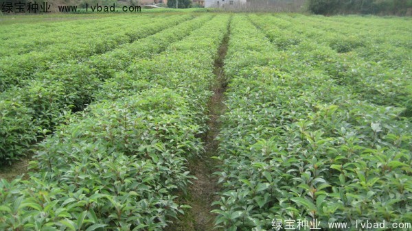 香樟樹種子 香樟樹種子