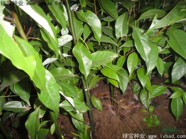 香樟樹種子 香樟樹種子