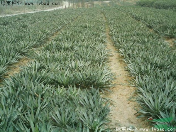 <a href='http://www.fscangbo.com/linmuzhongzi/1783.html' target='_blank'>劍麻種子</a>