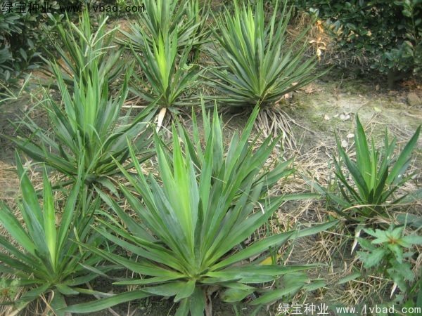 劍麻<a href='http://www.fscangbo.com/' target='_blank'>種子</a>