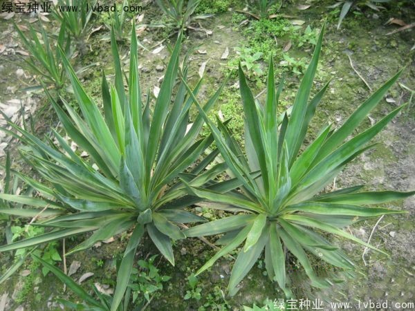 劍麻<a href='http://www.fscangbo.com/' target='_blank'>種子</a>