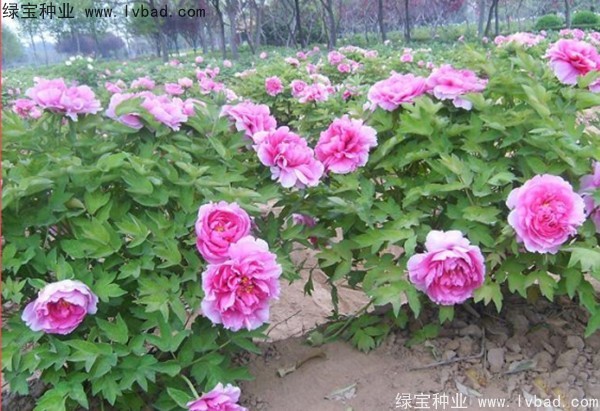 <a href='http://www.fscangbo.com/linmuzhongzi/1785.html' target='_blank'>牡丹種子</a> <a href='http://www.fscangbo.com/linmuzhongzi/1785.html' target='_blank'>牡丹種子</a>