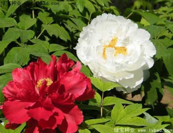 牡丹<a href='http://www.fscangbo.com/' target='_blank'>種子</a> 牡丹<a href='http://www.fscangbo.com/' target='_blank'>種子</a>