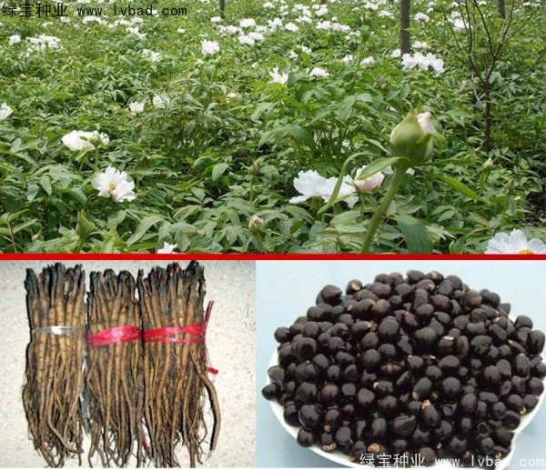 牡丹種子 牡丹種子