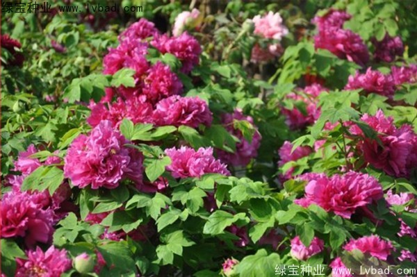 <a href='http://www.fscangbo.com/linmuzhongzi/1785.html' target='_blank'>牡丹種子</a> <a href='http://www.fscangbo.com/linmuzhongzi/1785.html' target='_blank'>牡丹種子</a>