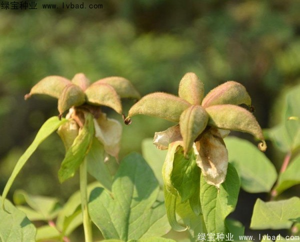 牡丹<a href='http://www.fscangbo.com/' target='_blank'>種子</a> 牡丹<a href='http://www.fscangbo.com/' target='_blank'>種子</a>