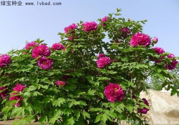 <a href='http://www.fscangbo.com/linmuzhongzi/1785.html' target='_blank'>牡丹種子</a> <a href='http://www.fscangbo.com/linmuzhongzi/1785.html' target='_blank'>牡丹種子</a>