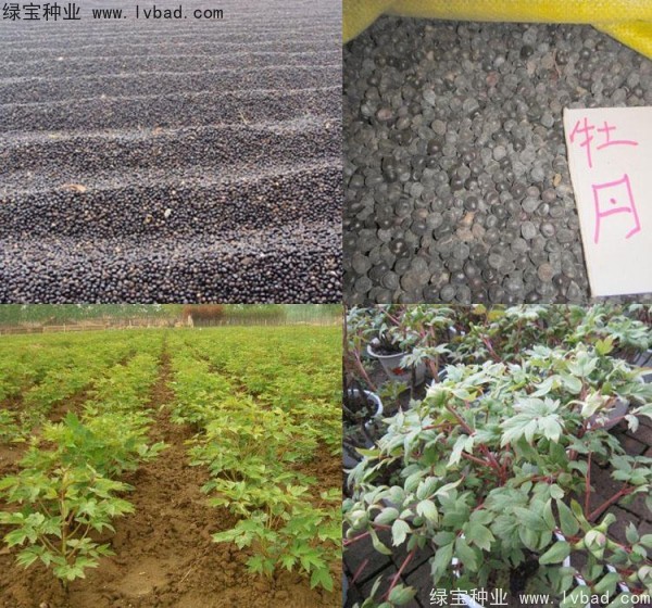 牡丹種子 牡丹種子