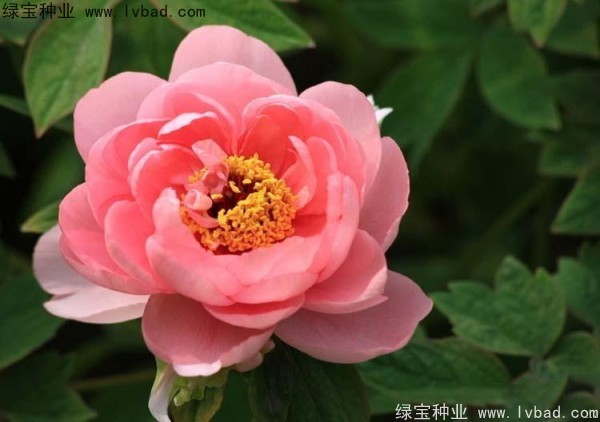 牡丹<a href='http://www.fscangbo.com/' target='_blank'>種子</a> 牡丹<a href='http://www.fscangbo.com/' target='_blank'>種子</a>