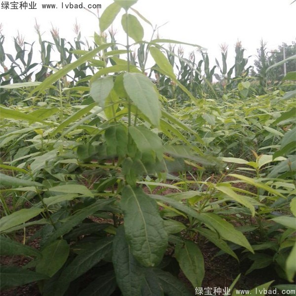 <a href='http://www.fscangbo.com/linmuzhongzi/1790.html' target='_blank'>臘梅種子</a>