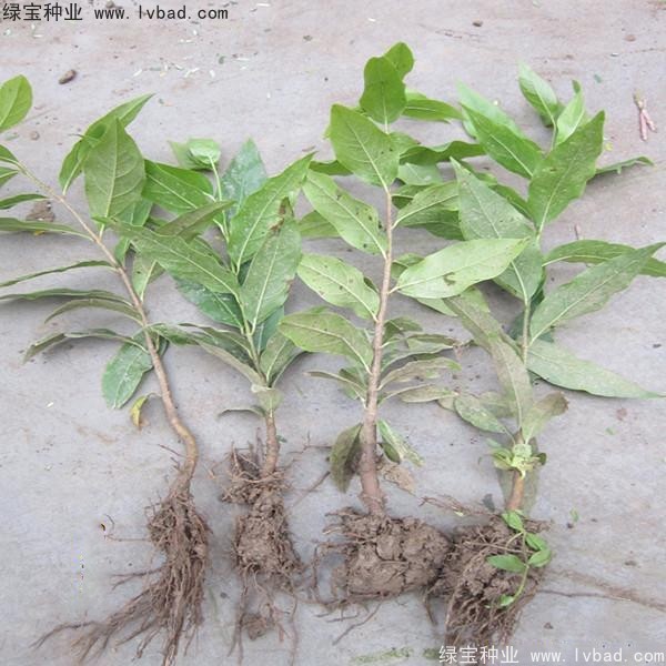 臘梅<a href='http://www.fscangbo.com/' target='_blank'>種子</a>