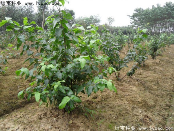 臘梅<a href='http://www.fscangbo.com/' target='_blank'>種子</a>