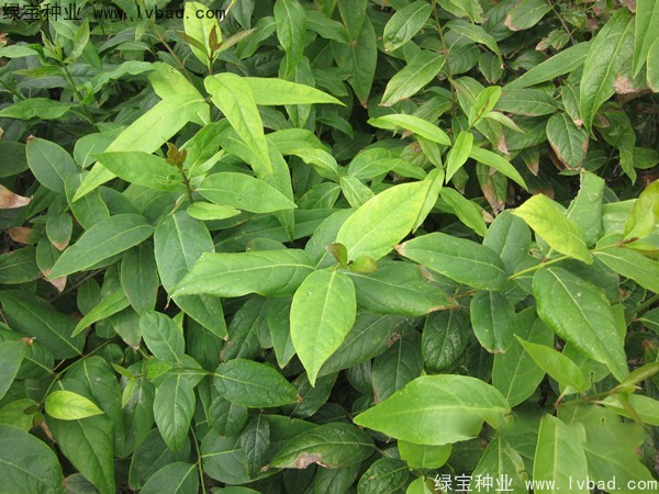 <a href='http://www.fscangbo.com/linmuzhongzi/1790.html' target='_blank'>臘梅種子</a>