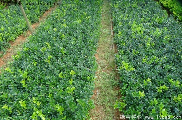 枸骨<a href='http://www.fscangbo.com/' target='_blank'>種子</a>