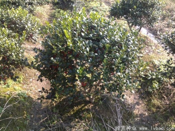 <a href='http://www.fscangbo.com/linmuzhongzi/1797.html' target='_blank'>枸骨</a><a href='http://www.fscangbo.com/' target='_blank'>種子</a>