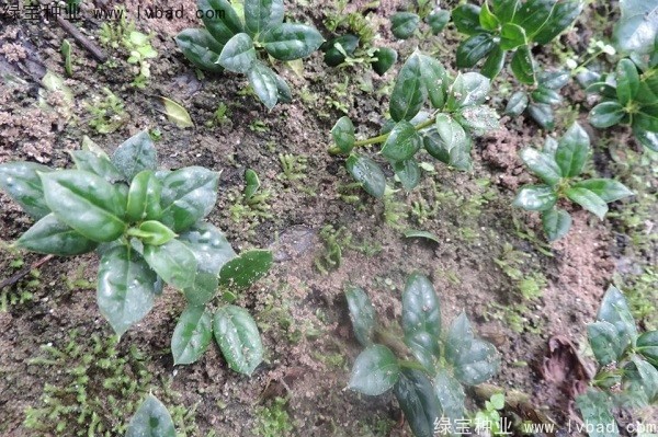 <a href='http://www.fscangbo.com/linmuzhongzi/1797.html' target='_blank'>枸骨種子</a>