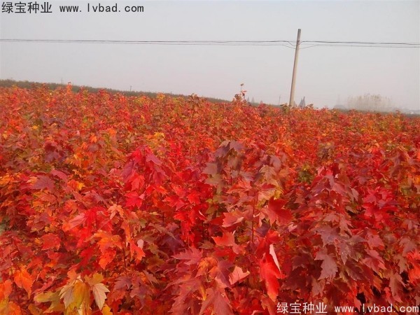 美國<a href='http://www.fscangbo.com/linmuzhongzi/1706.html' target='_blank'>紅楓種子</a>
