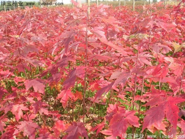 <a href='http://www.fscangbo.com/linmuzhongzi/1798.html' target='_blank'>美國紅楓種子</a>