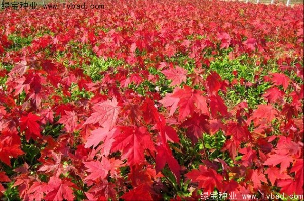 美國<a href='http://www.fscangbo.com/linmuzhongzi/1706.html' target='_blank'>紅楓種子</a>