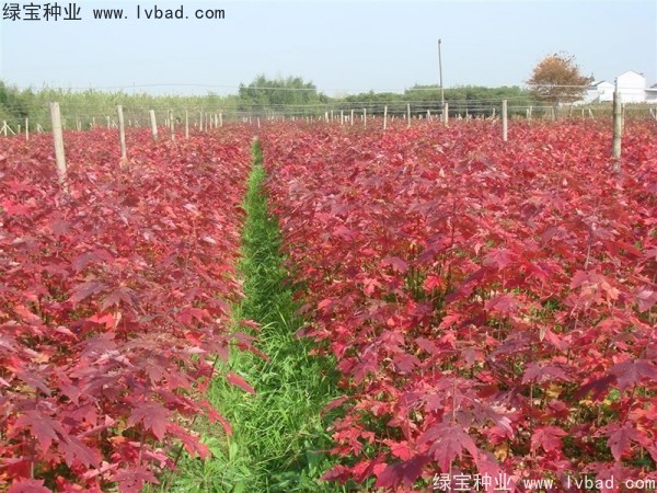 <a href='http://www.fscangbo.com/linmuzhongzi/1798.html' target='_blank'>美國紅楓</a><a href='http://www.fscangbo.com/' target='_blank'>種子</a>
