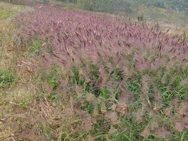 糖蜜草圖片 糖蜜草圖片