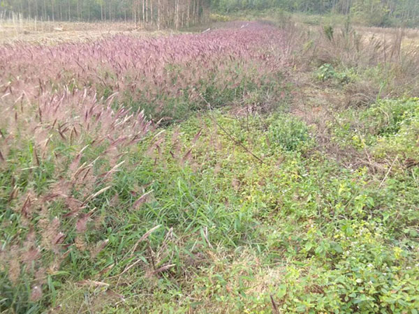 糖蜜草圖片 糖蜜草圖片