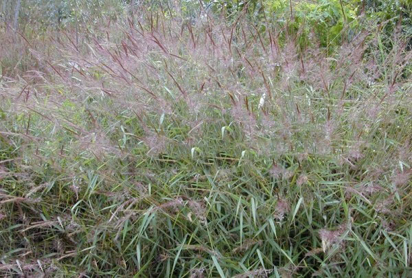 糖蜜草圖片 糖蜜草圖片