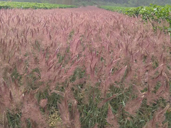 糖蜜草圖片 糖蜜草圖片