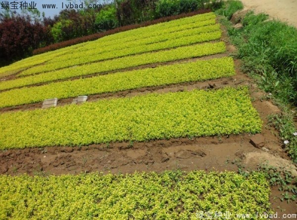 金葉女貞<a href='http://www.fscangbo.com/' target='_blank'>種子</a>