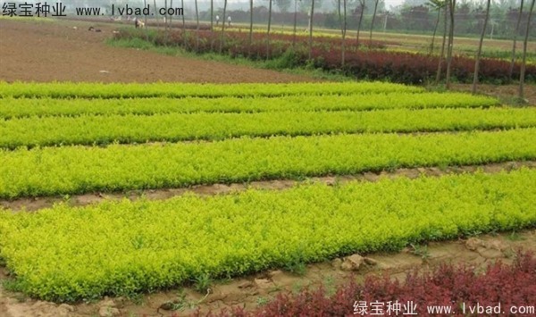 <a href='http://www.fscangbo.com/linmuzhongzi/1804.html' target='_blank'>金葉女貞種子</a>