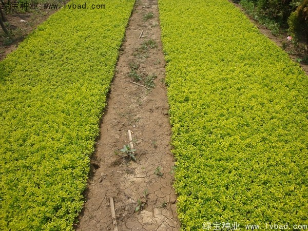 <a href='http://www.fscangbo.com/linmuzhongzi/1804.html' target='_blank'>金葉女貞</a><a href='http://www.fscangbo.com/' target='_blank'>種子</a>