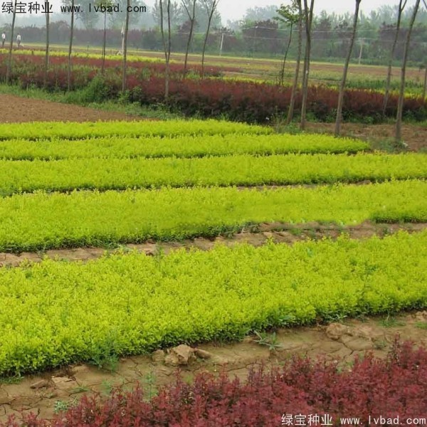 <a href='http://www.fscangbo.com/linmuzhongzi/1804.html' target='_blank'>金葉女貞種子</a>