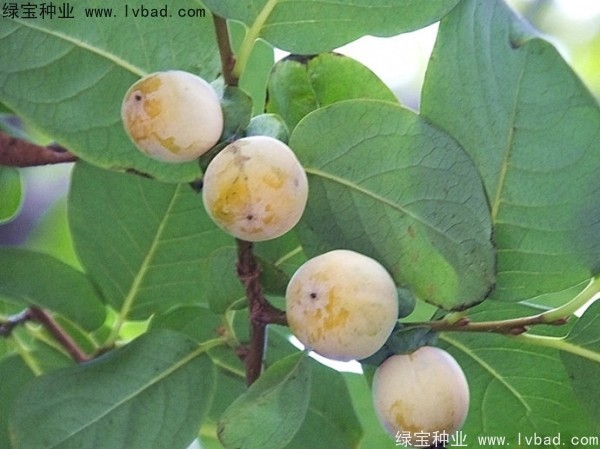 <a href='http://www.fscangbo.com/linmuzhongzi/1805.html' target='_blank'>君遷子種子</a>