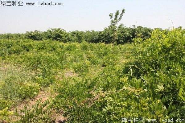 <a href='http://www.fscangbo.com/linmuzhongzi/1806.html' target='_blank'>紫藤種子</a> <a href='http://www.fscangbo.com/linmuzhongzi/1806.html' target='_blank'>紫藤種子</a>