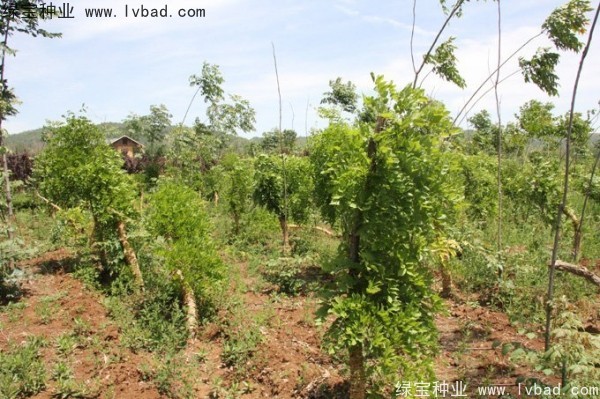 紫藤<a href='http://www.fscangbo.com/' target='_blank'>種子</a> 紫藤<a href='http://www.fscangbo.com/' target='_blank'>種子</a>