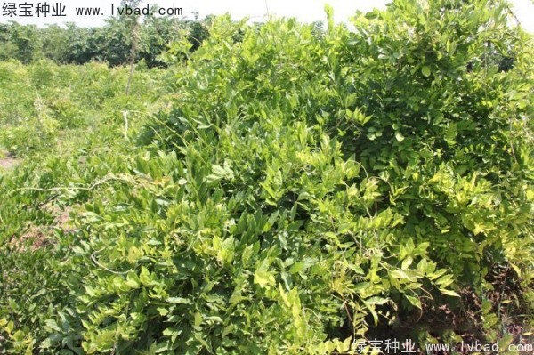 <a href='http://www.fscangbo.com/linmuzhongzi/1806.html' target='_blank'>紫藤</a> <a href='http://www.fscangbo.com/linmuzhongzi/1806.html' target='_blank'>紫藤</a>