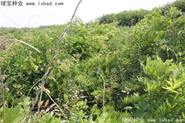 <a href='http://www.fscangbo.com/linmuzhongzi/1806.html' target='_blank'>紫藤種子</a> <a href='http://www.fscangbo.com/linmuzhongzi/1806.html' target='_blank'>紫藤種子</a>